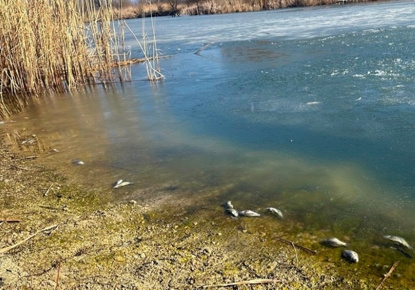 Масовий мор риби на Альті: у Дем’янцях берег вкритий мертвою рибою