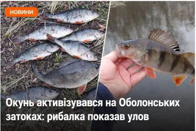 На Оболонських затоках пішов окунь: рибалка поділився результатами