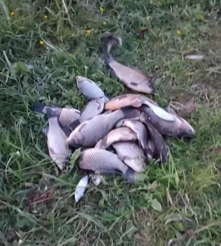 у районі села Млинище зафіксовано активний кльов карася